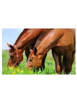 Expertise Nutrition CHEVAL